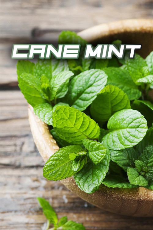 SYNDICATE BLACK 50g - Cane Mint
