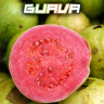 SYNDICATE BLACK 50g - Guava SYNDICATE BLACK 50g - Guava